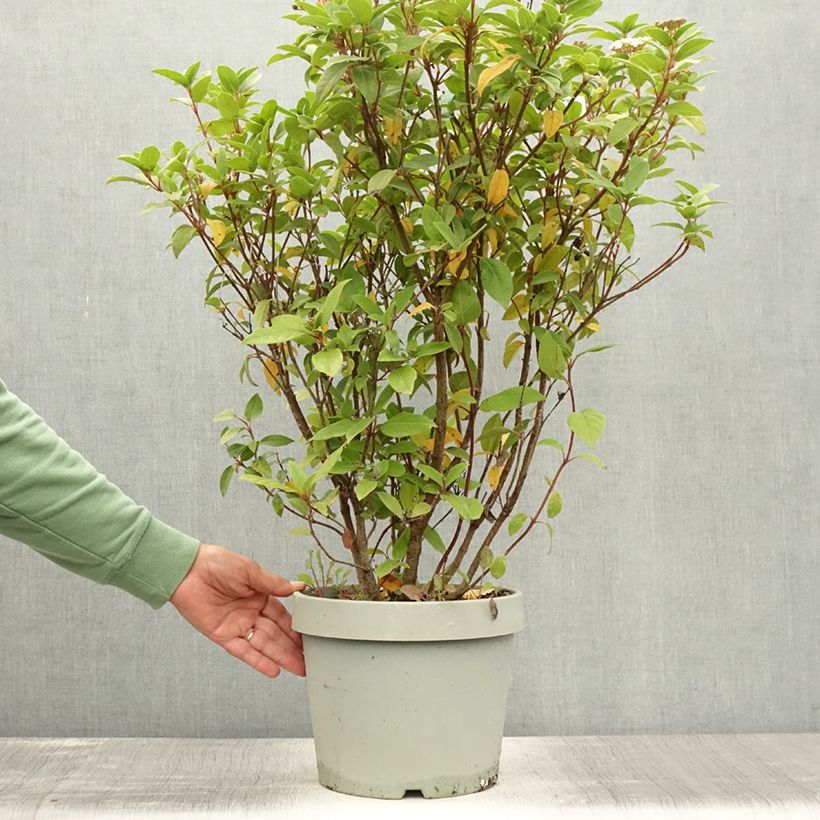 Esemplare di Viburnum tinus Eve Price Vaso da 7,5L/10L consegnato in estate