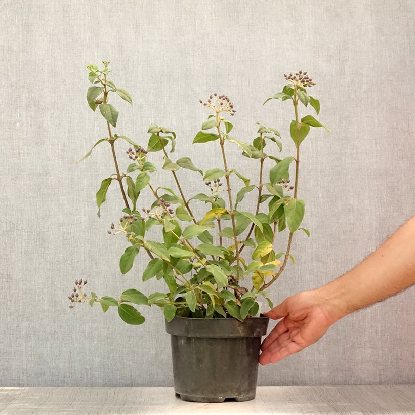 Esemplare di Viburnum tinus Purpureum Vaso da 2L/3L consegnato in estate