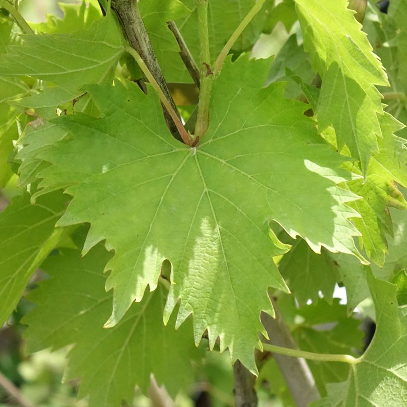 Vite Ampelia Amandin (Fogliame)