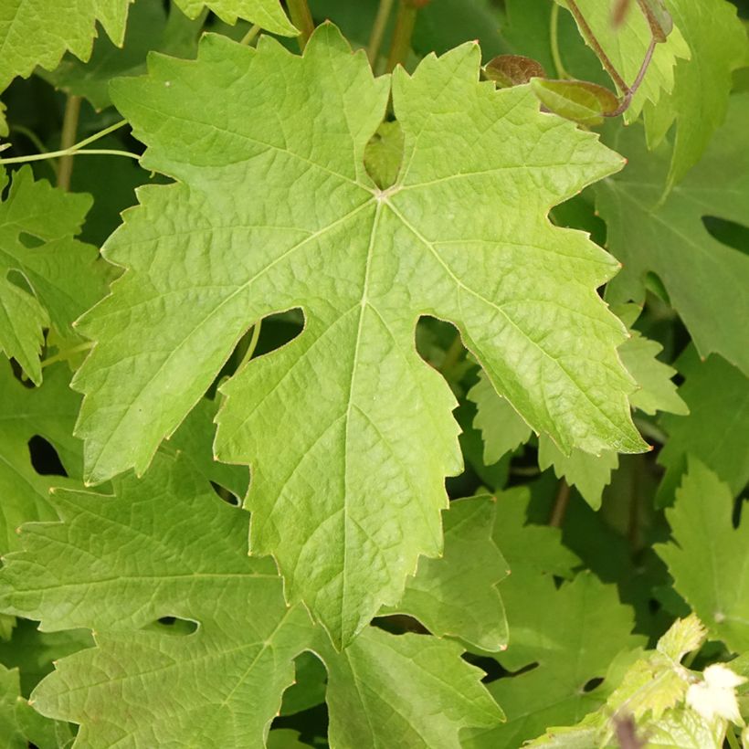 Vite Barbera (Fogliame)