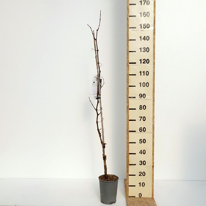 Vite da tavola Centennial seedless Vaso da 2L/3LAltezza consegnata circa 60/80cm esemplare consegnato in primavera