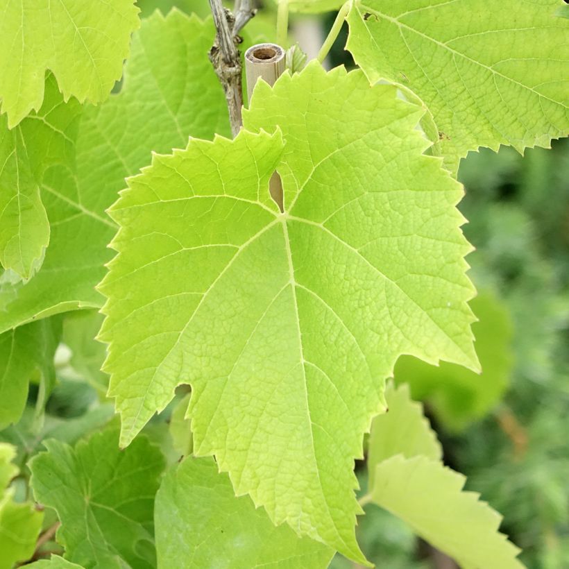 Vite Chardonnay (Fogliame)