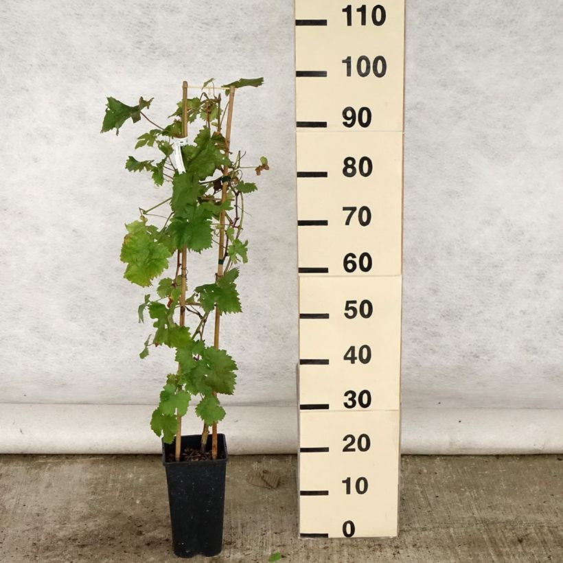 Esemplare di Vite da tavola Chasselas doré Vaso da 2L/3L consegnato in estate