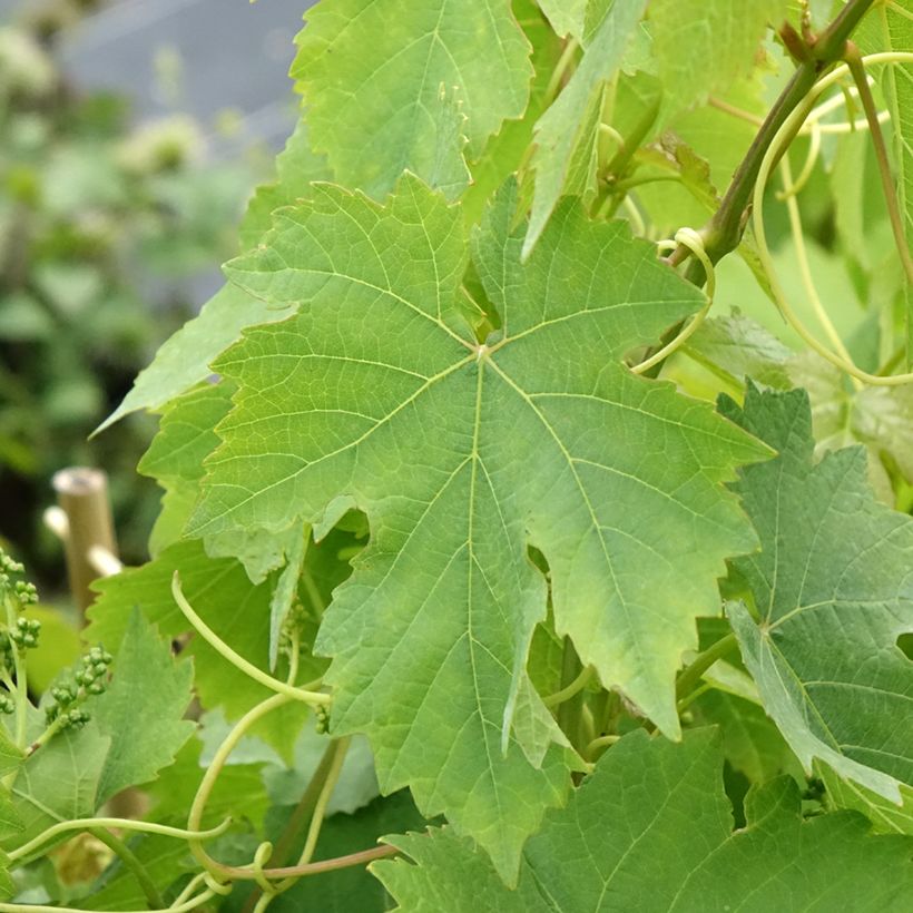 Vite Chasselas rose (Fogliame)