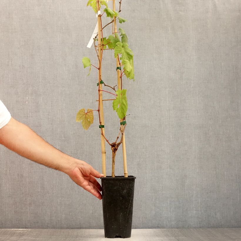 Esemplare di Vite Chasselas rose Vaso da 2L/3L consegnato in estate