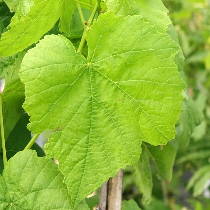 Vite Citrina (Fogliame)