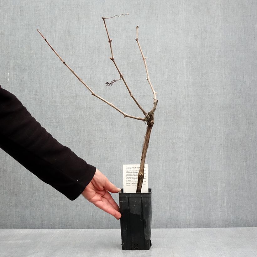 Vite Cortese Vaso da 1,5L/2LAltezza consegnata circa 100/110cm esemplare consegnato in primavera