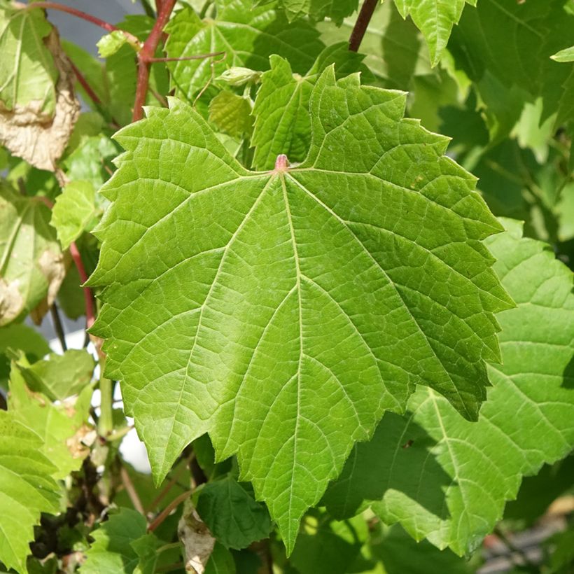 Vitis riparia (Fogliame)