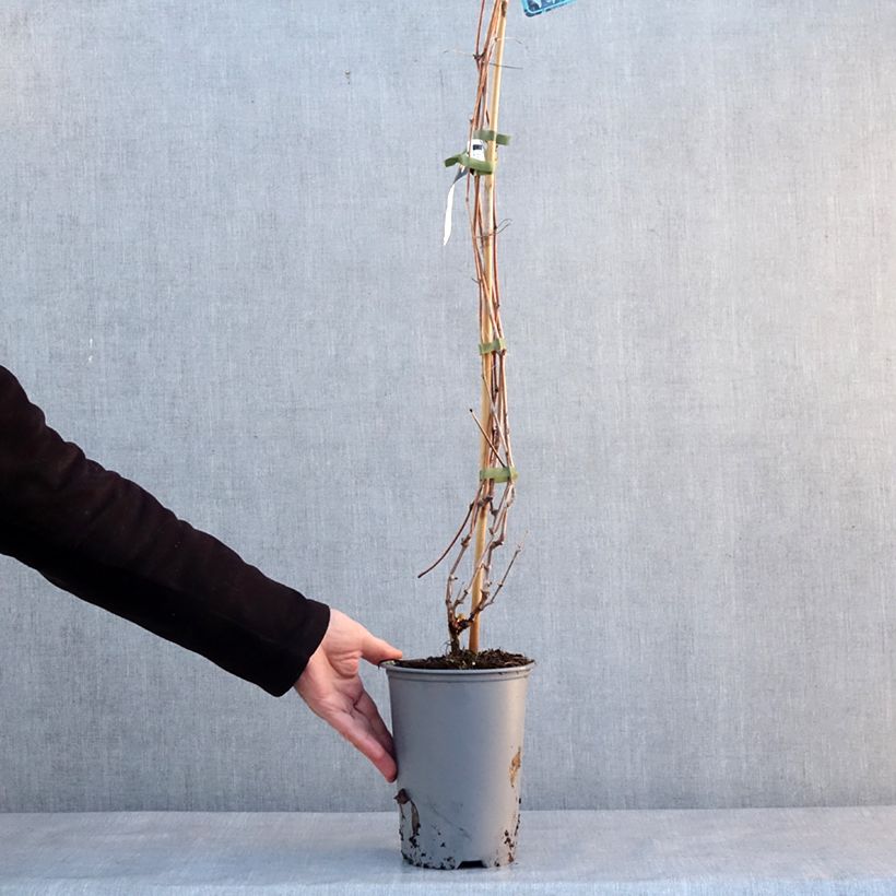 Vitis riparia Vaso da 3L/4L esemplare consegnato in inverno