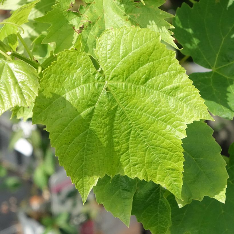 Vitis Ambra - Vite (Fogliame)