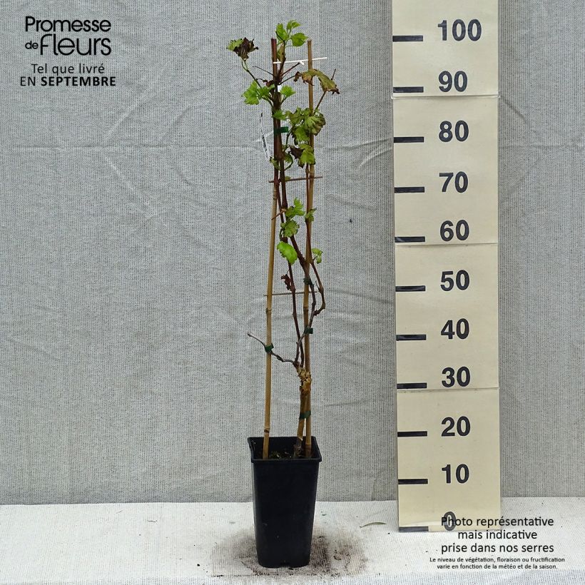 Esemplare di Vite da tavola Autumn Royal Vaso da 2L/3L come consegnato in autunno