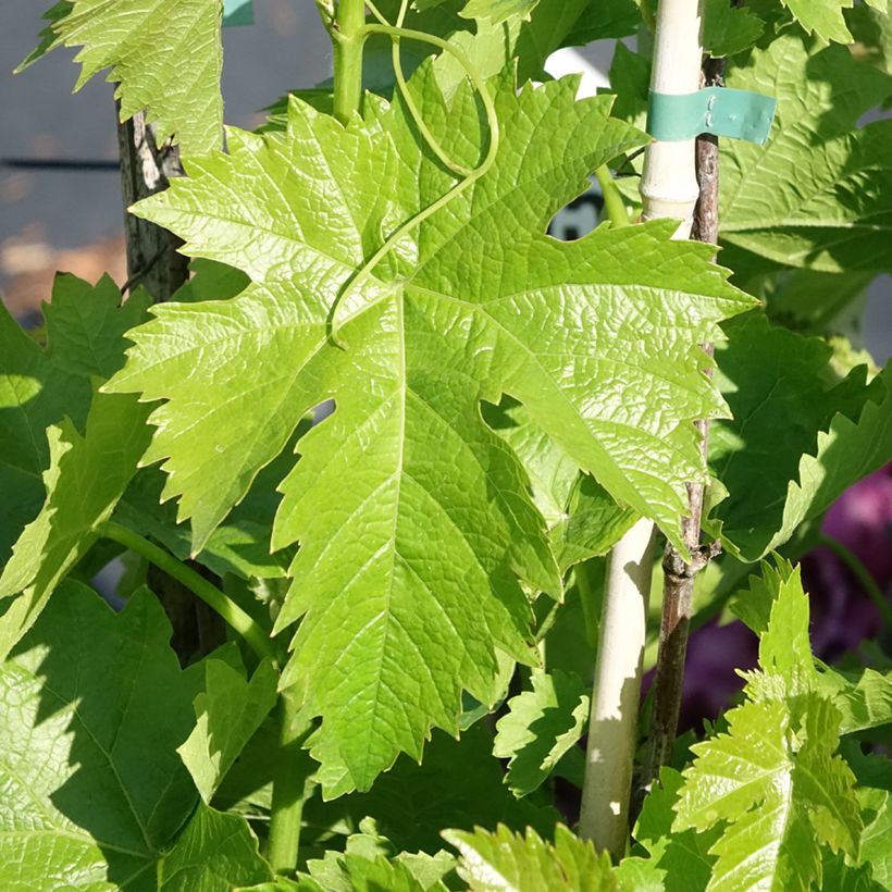 Vite da tavola Corniola (Fogliame)