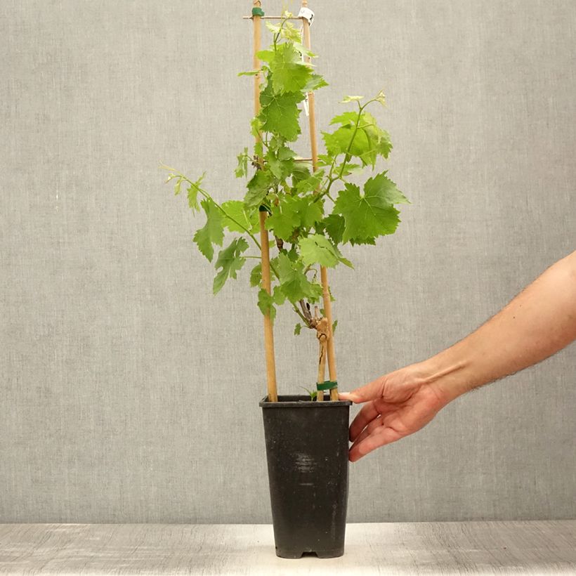 Esemplare di Vite da tavola Lilla Vaso da 3L/4L consegnato in estate
