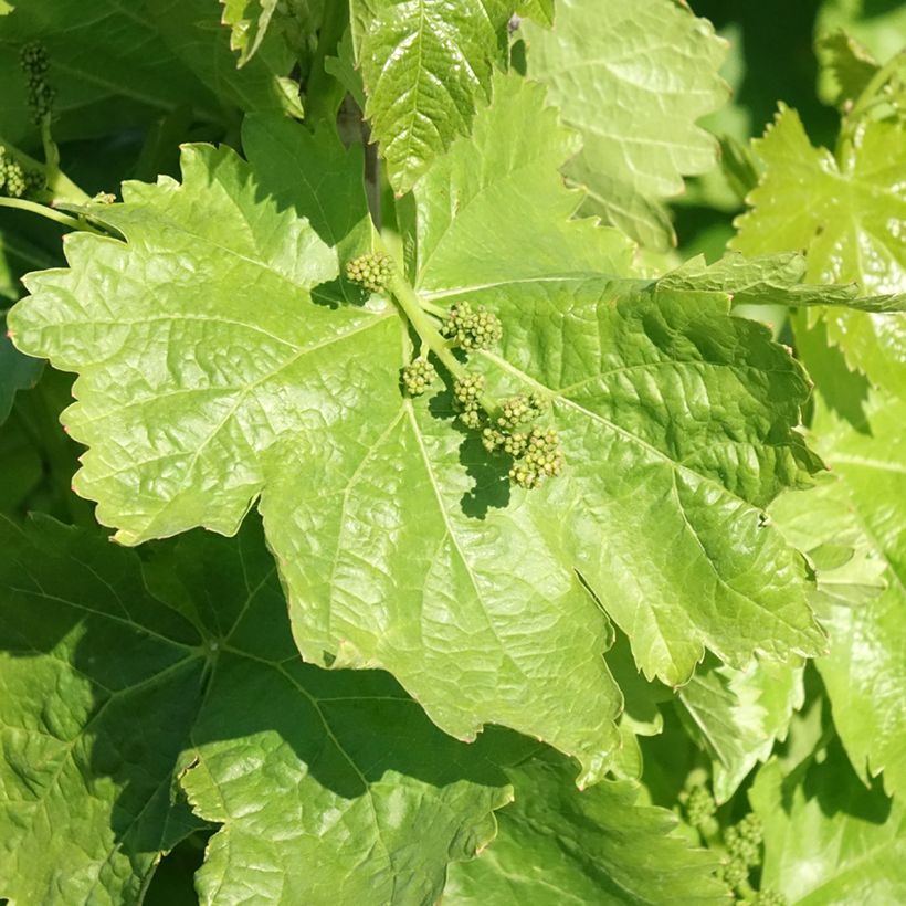 Vite da tavola Michele Palieri (Fogliame)