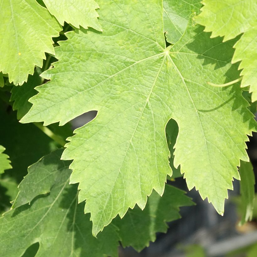Vite Moscato Giallo (Fogliame)