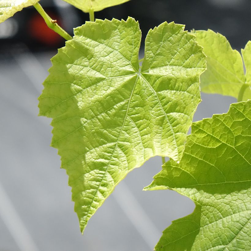 Vitis labrusca x vinifera Opalina - Vite (Fogliame)