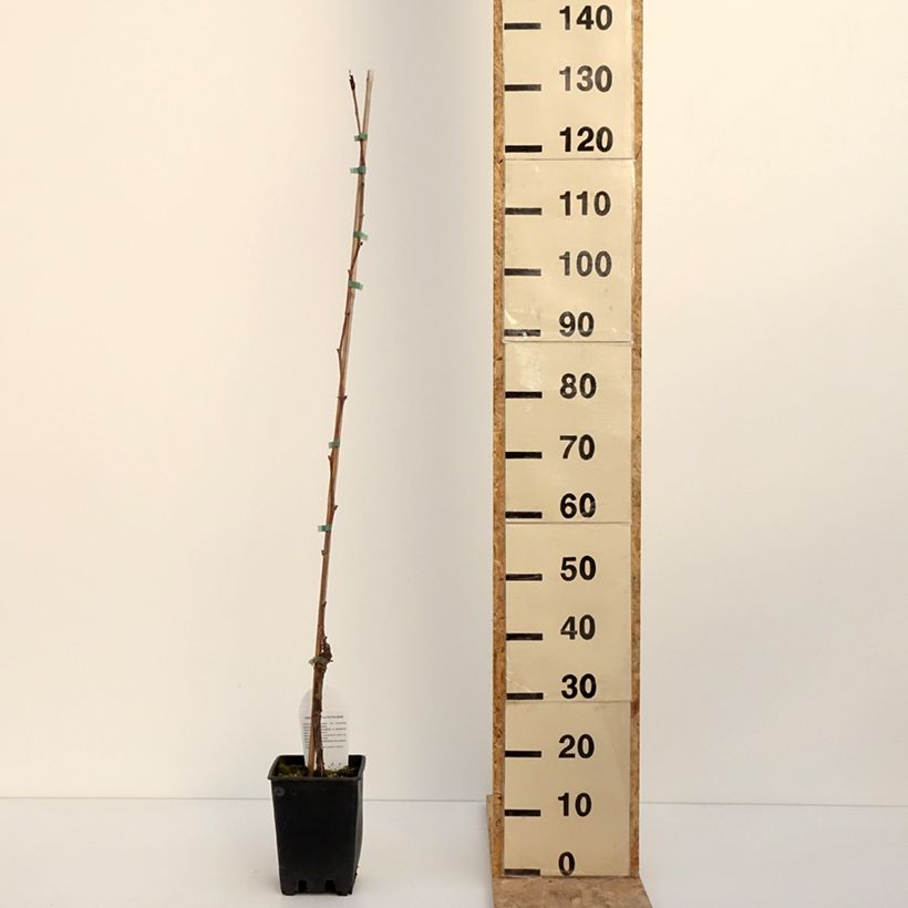 Vitis labrusca x vinifera Opalina - Vite Vaso da 3L/4L esemplare consegnato in inverno