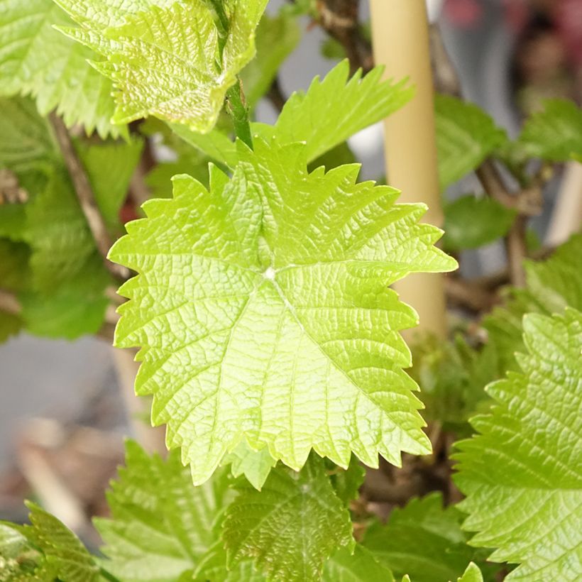 Vite da tavola Picurka (Fogliame)