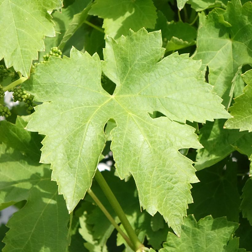 Vite da tavola Regina dei Vigneti (Incrocio Mathiasz 140) (Fogliame)