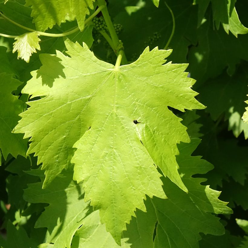 Vite da tavola Regina Nera (Fogliame)