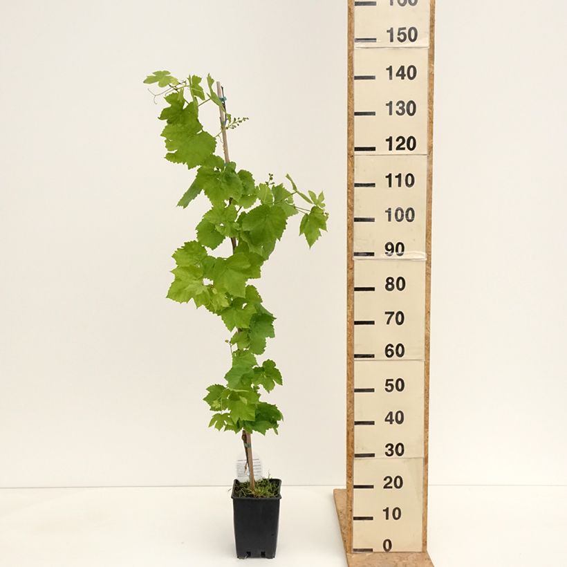 Vitis labrusca x vinifera Topazia - Vite Vaso da 3L/4L esemplare consegnato in primavera