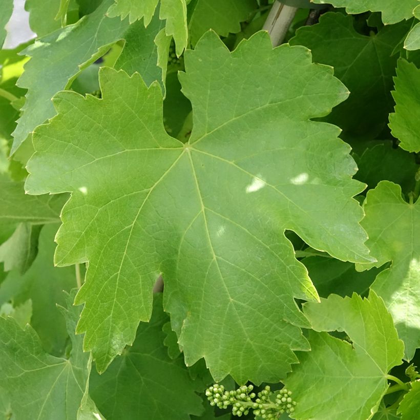 Vite da tavola Vittoria (Fogliame)