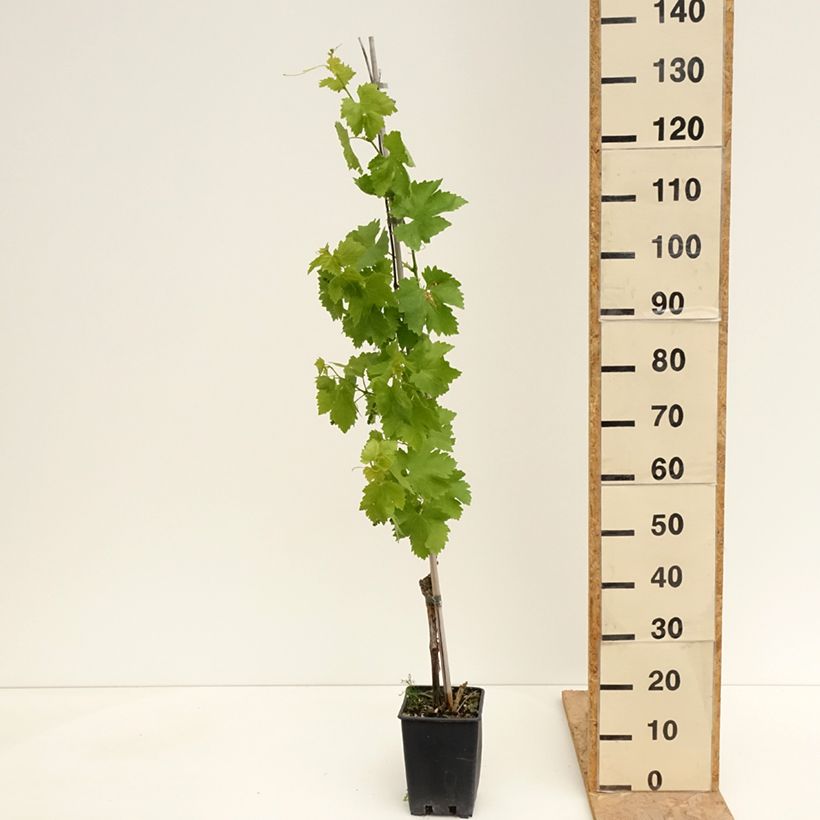 Vite da tavola Vittoria Vaso da 1,5L/2L esemplare consegnato in primavera
