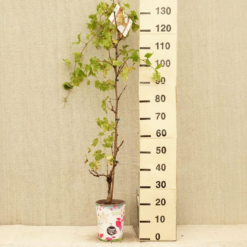 Esemplare di Vite EVITA Vaso da 4L/5L consegnato in estate