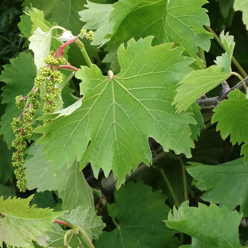 Vite da tavola Katharina (Fogliame)