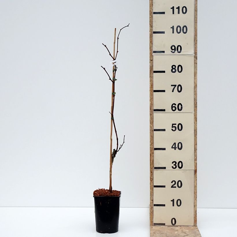 Vitis Marechal Foch - Vite Vaso da 2L/3L esemplare consegnato in inverno
