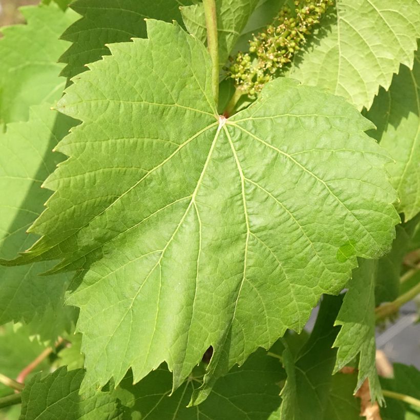 Vitis Marechal Foch - Vite (Fogliame)