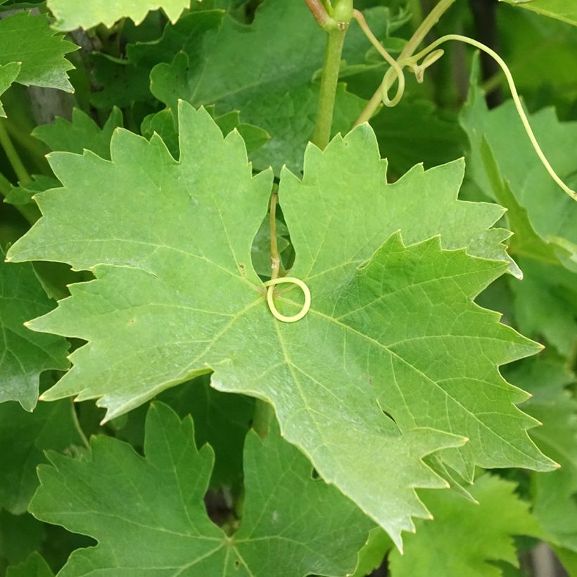 Vite da tavola Matilde (Fogliame)