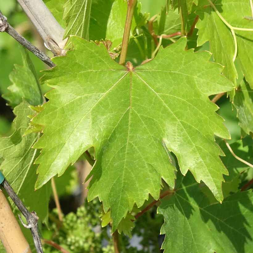 Vite Moscato Monregalese (Fogliame)