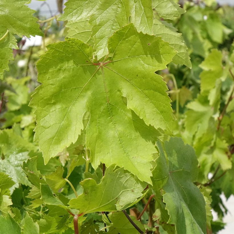 Vite da tavola Muscat de Hambourg (Fogliame)