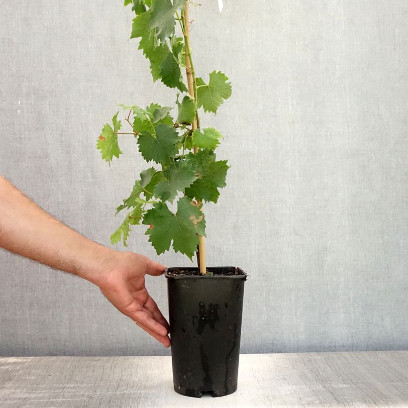 Esemplare di Vite Moscato bianco Vaso da 2L/3L consegnato in estate