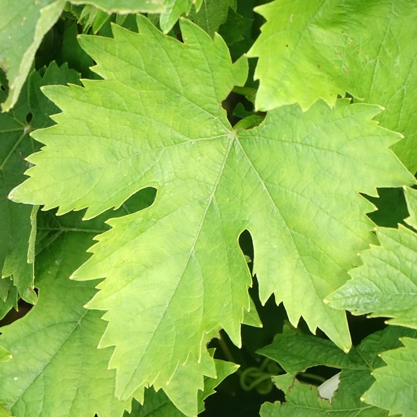 Vite Moscato bianco (Fogliame)