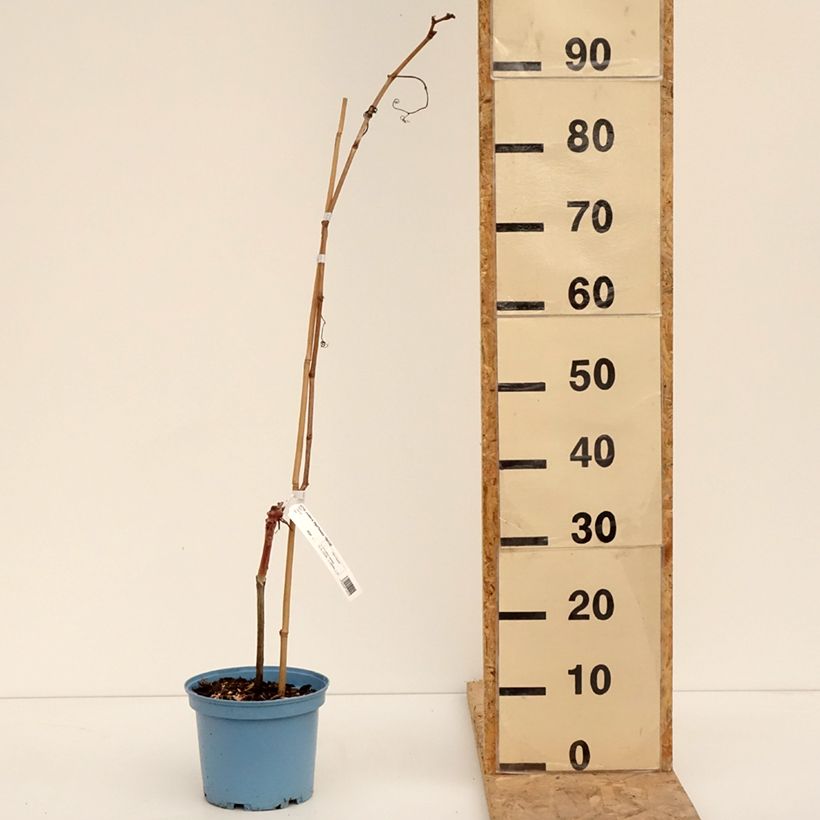 Vitis Nathy-Sauvignac Vign'Happy Fruitality - Vite Vaso da 3L/4L esemplare consegnato in inverno