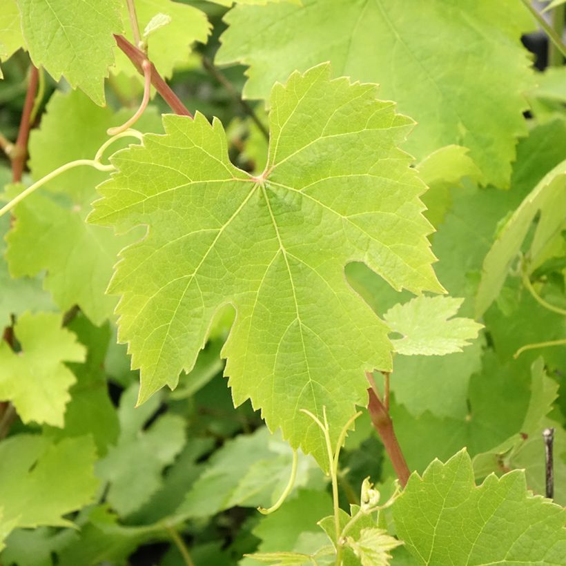 Vite Nebbiolo (Fogliame)