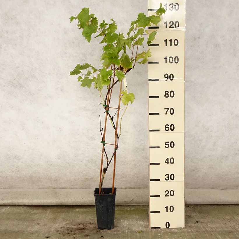 Esemplare di Vite Petit Verdot Vaso da 2L/3L consegnato in estate