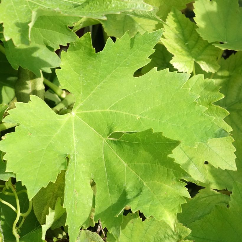 Vite Petit Verdot (Fogliame)