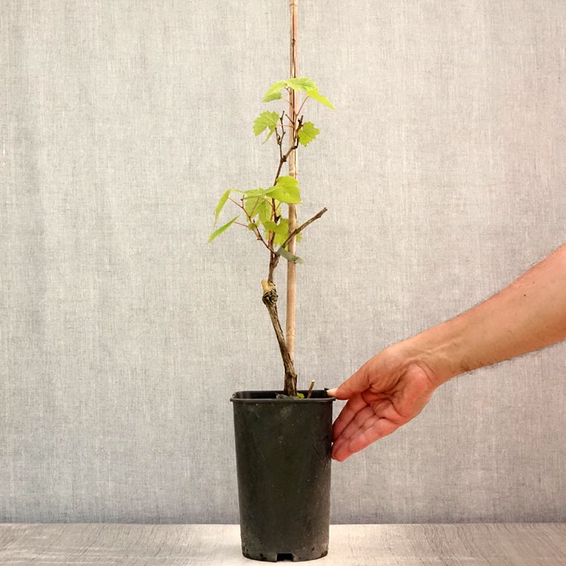 Esemplare di Vite Pied de Perdrix Vaso da 2L/3L consegnato in estate