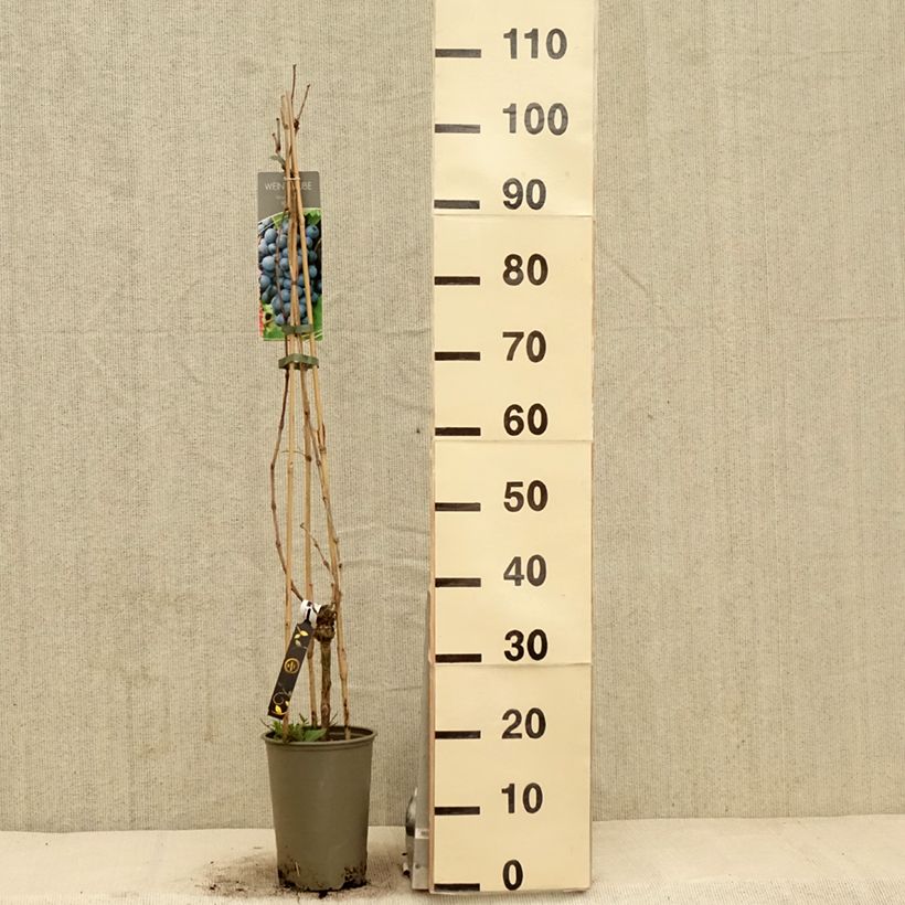 Vite Regent Vaso da 3L/4LAltezza consegnata circa 80/100cm esemplare consegnato in primavera