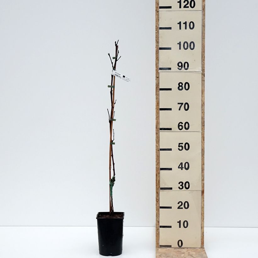 Vitis Solara - Vite Vaso da 2L/3L esemplare consegnato in inverno
