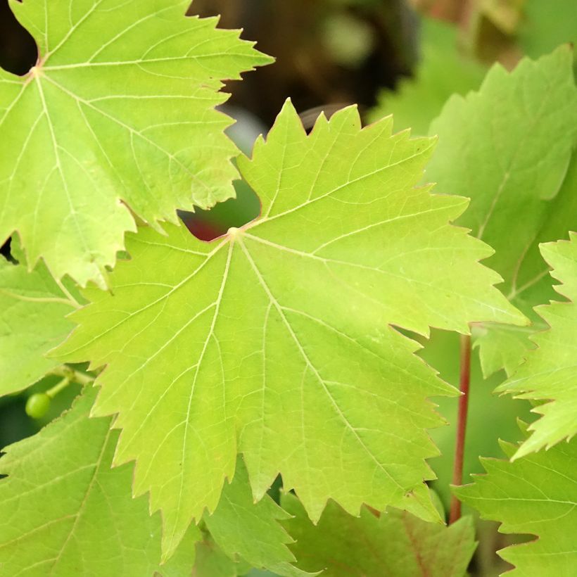 Vitis Solara - Vite (Fogliame)