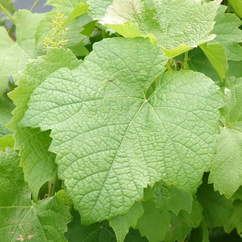 Vite Solaris (Fogliame)