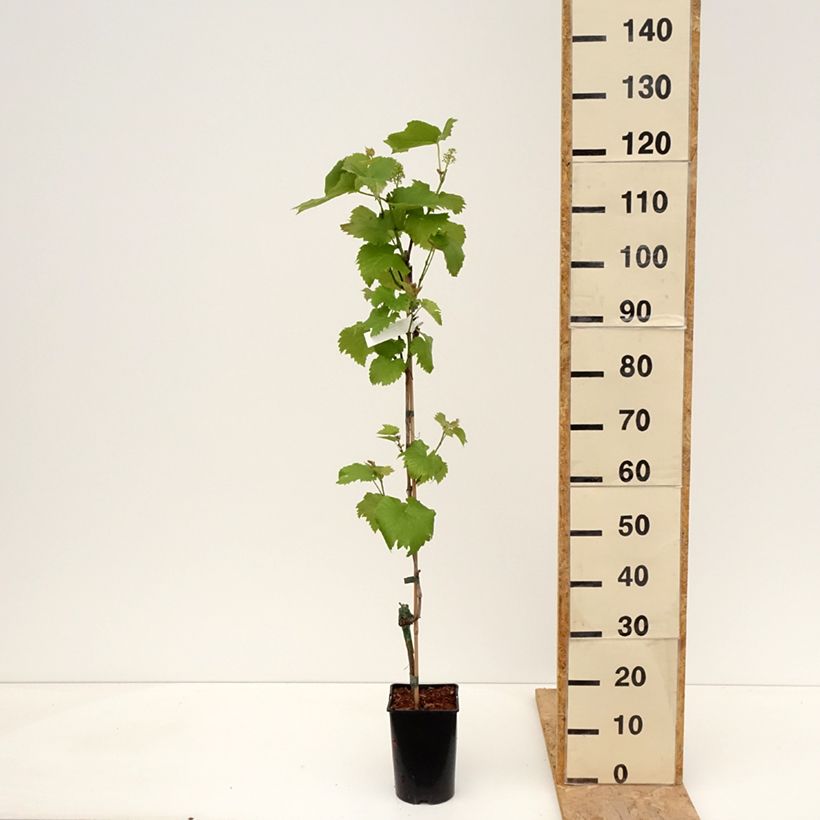 Vite Solaris Vaso da 2L/3L esemplare consegnato in primavera