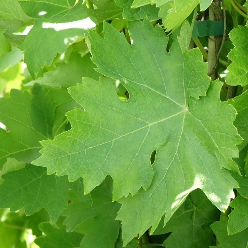 Vite Verdea blanche (Fogliame)