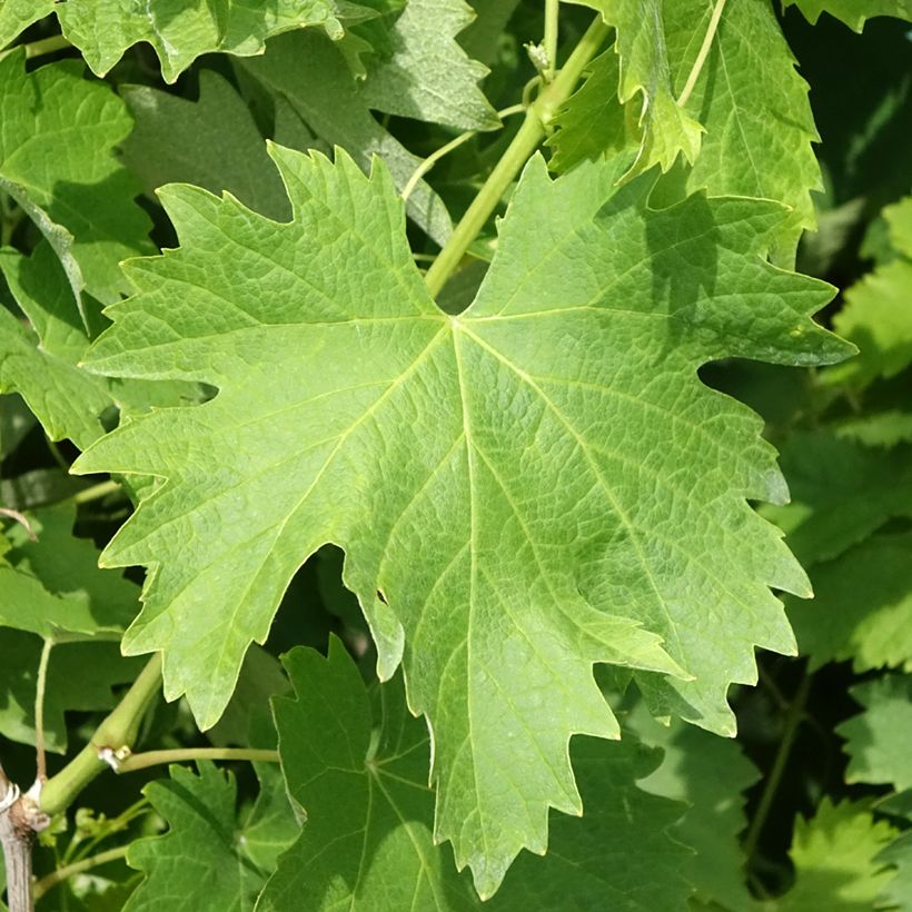 Vite Vermentino bianco (Fogliame)