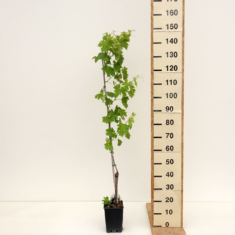 Vite Vermentino bianco Vaso da 1,5L/2L esemplare consegnato in primavera