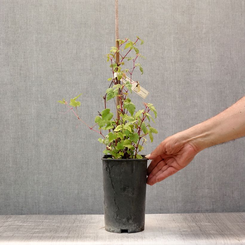 Esemplare di Ampelopsis brevipedunculata Elegans Vaso da 3L/4L consegnato in estate